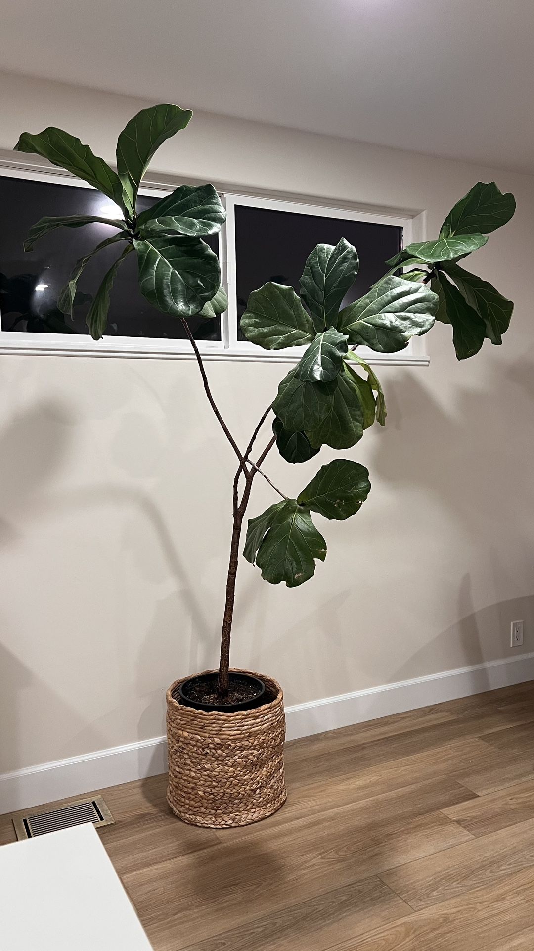 Fiddle-leaf Fig + Basket