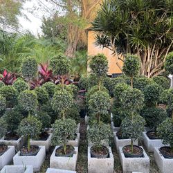 Topiary ( Triple Balls) 4 Ft Tall. SPECIAL PRICE!🤩
