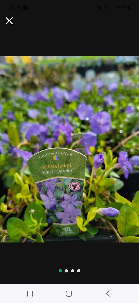 Beautiful Fast Growing Vinca Minor