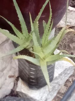 Aloe Vera Plant – Easy Care, Fast Growing
Planta Aloe Vera – Fácil Cuidado y Crecimiento Rápido.