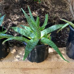 SUCCULENTS