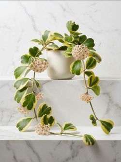 Variegated Hoya Kerrii cutting only