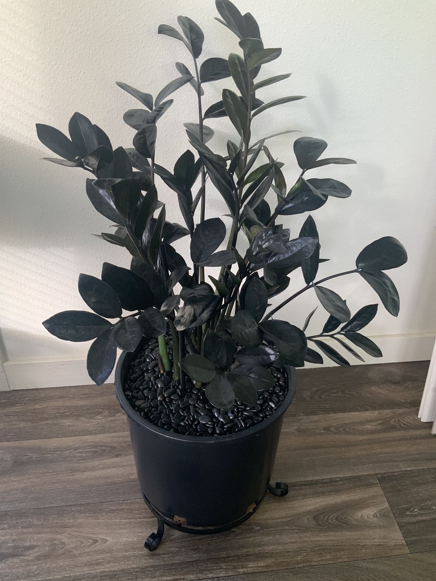 Z Z  Black Beauty Plant.  Lime Green New Growth. $100