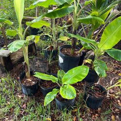 Ice Cream  Banana Plants