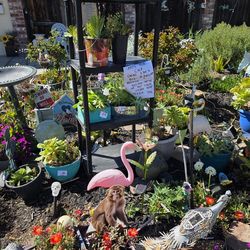 A LOTS OF sacculants for sale   5  to 10 dollars