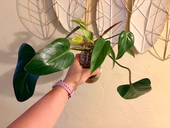 Philodendron Painted Lady plant 🪴 cuttings
