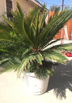 Sago Palm