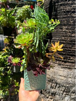 Pretty Arrangement