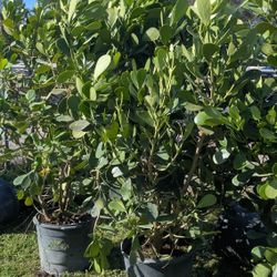 Clusias Start At $25 And Up All Sizes Available 