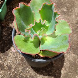 BEAUTIFUL ECHEVERIA PLANTS IS FOR SELLING.