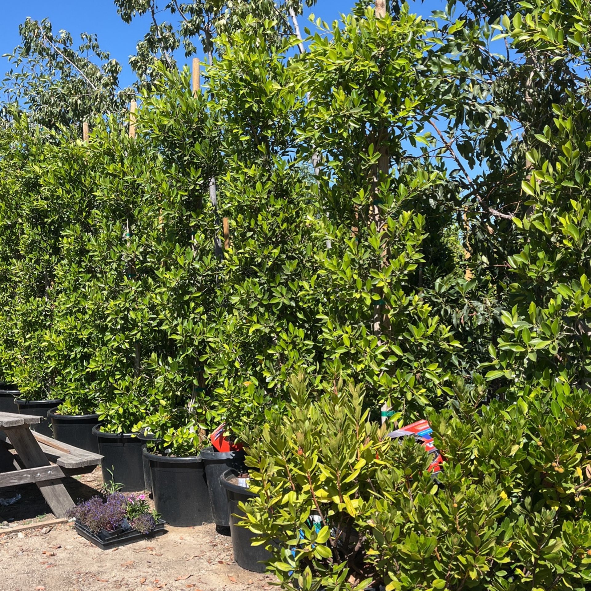 Ficus Nítidas 15 Galons 24” Box