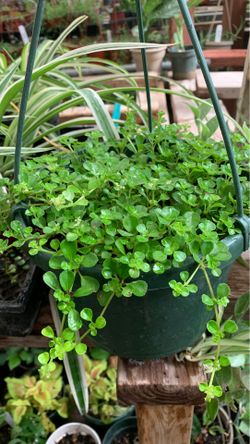 Pliea baby tear plant in hanging pot