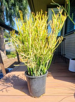 Pencil Cactus (Euphorbia tirucalli)