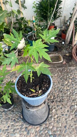 Papaya plant