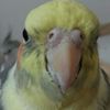 piggybaank123