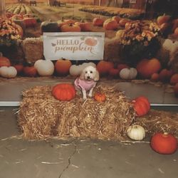 Haybale/Thanksgiving Party Decor