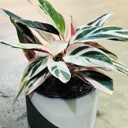 Stromanthe Tricolor 6in Pot