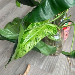 Philodendron Paraiso Verde Rooted Cuttings 