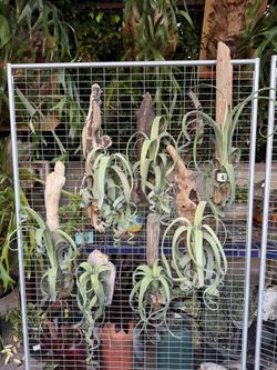 Beautiful Perfect Huge Curly Slim Airplants
