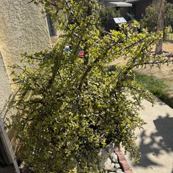 Portulacaria Afra Variegata Elephant Bush