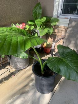 big Elephant Ear Plant