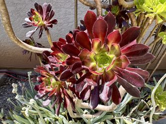 Black Rose Succulent Cuttings