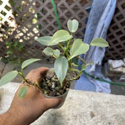 philodendron silver sword