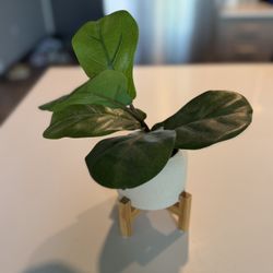 Plant Decor