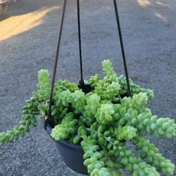 Donkey Tail Plant 6" Nursery Pot 