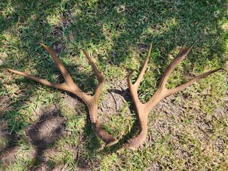 Deer Antlers Natural Shed