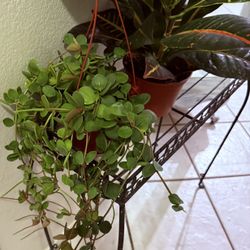 ♥️2 Feet💙Rare GORGEOUS Hope PEPEROMIA🙏PLS READ DESCRIPTION 