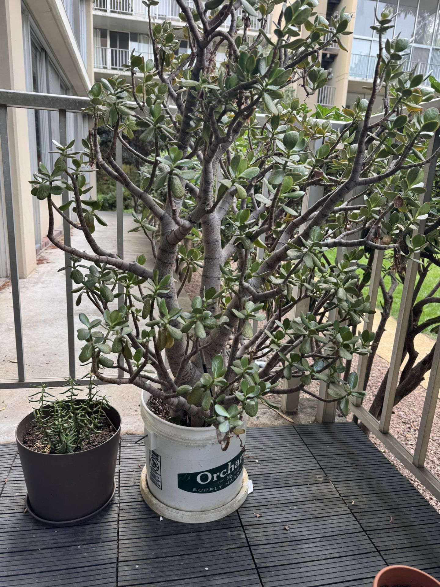Free Big Jade Plants In Pot