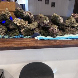 Live Rock For Salt Water Tank