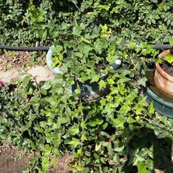 Ivy Plants In Pot Decorative Green Plant