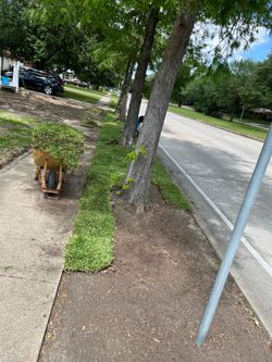 Grass for Sale