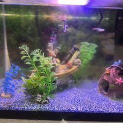 Fish Tank And Supplies 