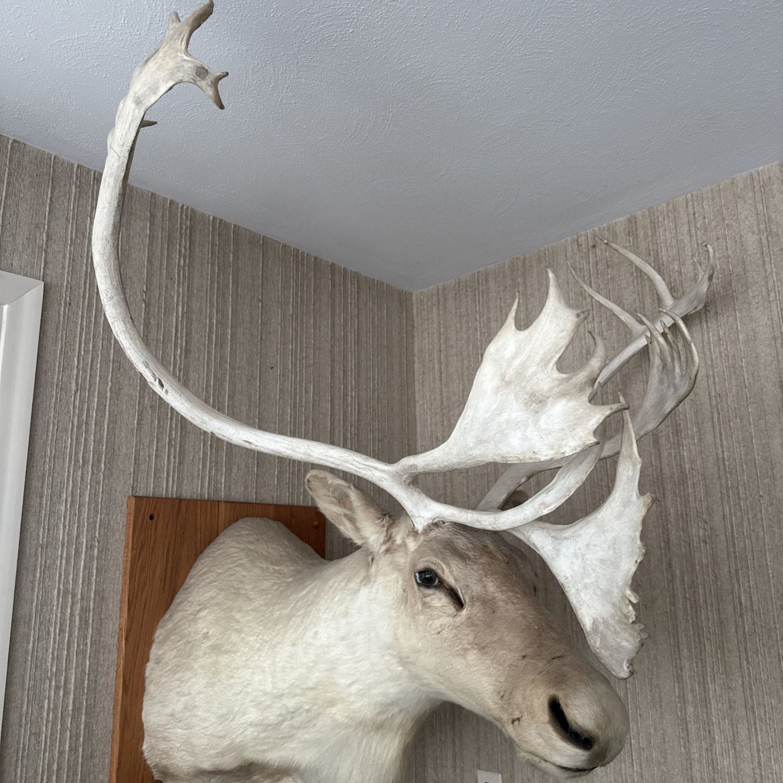 Caribou Mount