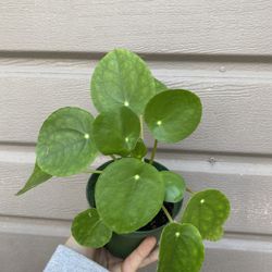 4” Pilea Money Plant 