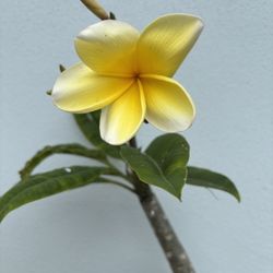 This, Approximately yellow Plumeria / Frangipani Tree See All Pictures of #139