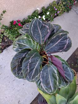 CLEARANCE "Calathea Roseopicta "Dottie " Plant $16