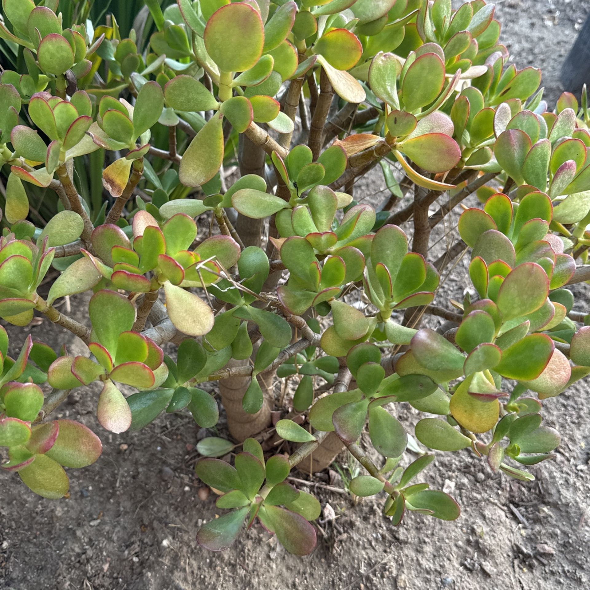 Jade Plant