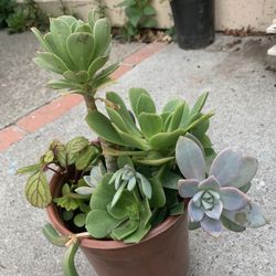 Different Kinds Of Plants