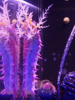 Fiji premium live salt water sand. Was part of my 200 gallon salt tank.