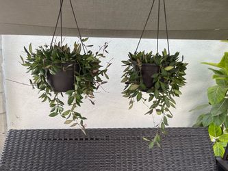 Hoya Burtoniae