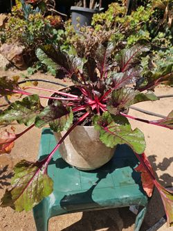 Mature ruby red delicious edible beetroot plant with baby's