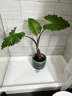 3 1/2’ Indoor Elephant Ear