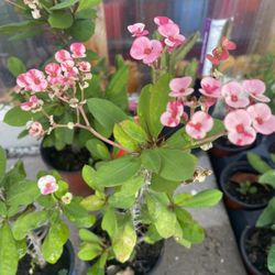 Crown Thorns Plants 🪴 