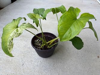 Syngonium Podophyllum Mojito plant