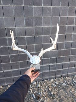 Deer Horns Real 