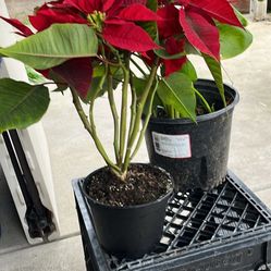 Love ❤️ Plants. Both for $12